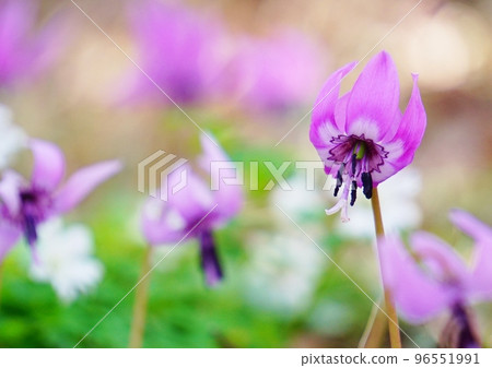 在白色的菊崎一毛中綻放的粉色狗牙紫羅蘭花 96551991