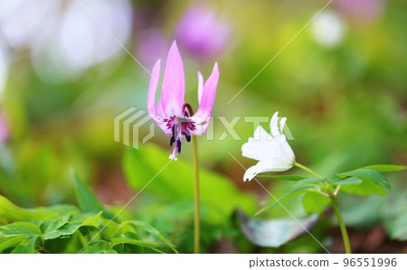 Erythronium 花和 Anemone pseudoaltaica 花 96551996