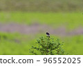 A single white-tailed flycatcher on a green grassland 96552025