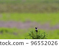 A single white-tailed flycatcher on a green grassland 96552026