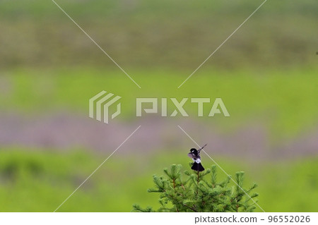A single white-tailed flycatcher on a green grassland A single white-tailed flycatcher on a green grassland 96552026