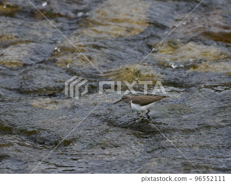 Sandpiper in the shallow water of the river Sandpiper in the shallow water of the river 96552111