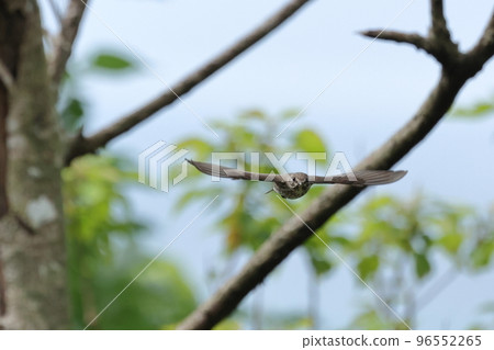 生物：野鳥蝦夷隼，長約15公分。翼展約為二十六厘米。小候鳥 96552265