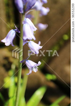 淡紫色風鈴草 96552299