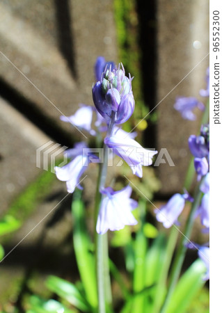 喇叭形可愛綿綿鐘花 96552300