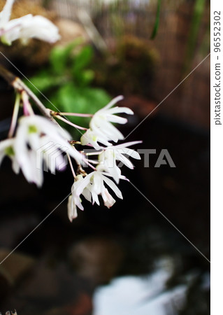 beautiful white Dendrobium orchid beautiful white Dendrobium orchid 96552302