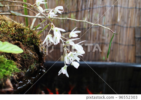 白色蘭花美麗的春天花 96552303