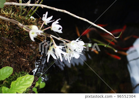 Scenery of Sekkoku watching over goldfish 96552304
