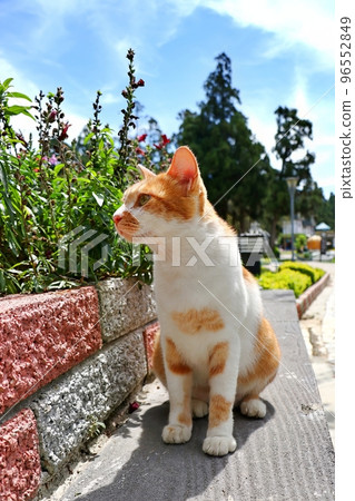 Kitten playing in the garden, sitting and resting to observe the plants 96552849