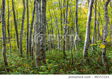 [Aomori Prefecture Hakkoda] Towada Gold Line Beech Road October in early autumn 96553163