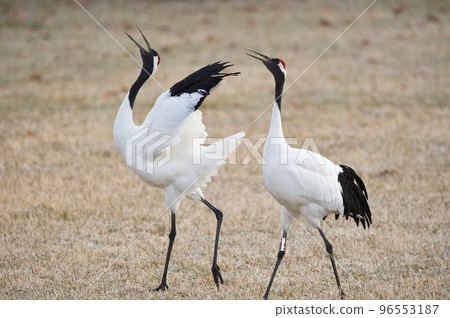 Red-crowned crane singing (Hokkaido) Red-crowned crane singing (Hokkaido) 96553187