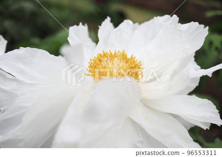 White and clean swan peony flower 96553311