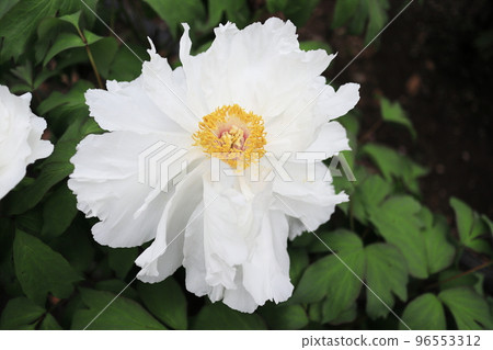 beautiful white swan peony 96553312