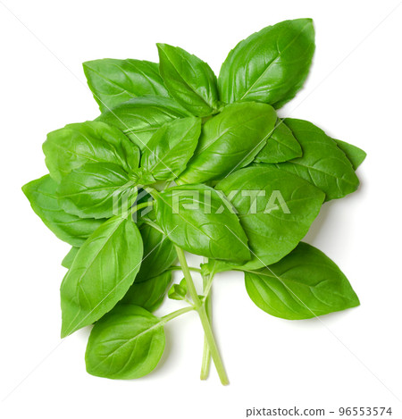Bunch of fresh sweet basil, from above. Also known as great or Genovese basil, Ocimum basilicum, a culinary herb in the mint family Lamiaceae. A tender plant, used in cuisines worldwide. Photo. Bunch of fresh sweet basil, from above. Also known as great or Genovese basil, Ocimum basilicum, a culinary herb in the mint family Lamiaceae. A tender plant, used in cuisines worldwide. Photo. 96553574