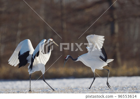 Japanese crane dance (Tsurui, Hokkaido) 96553614