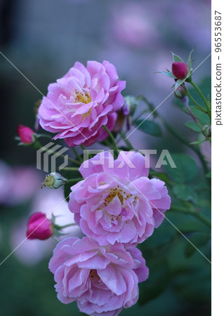 Queen of flowers 96553687