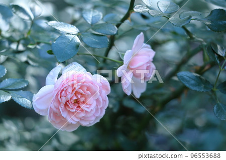 Queen of flowers 96553688