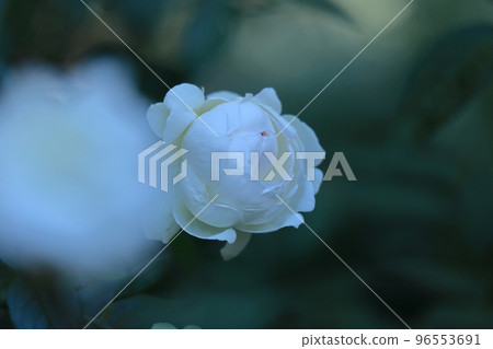 花的女王 花的女王 96553691