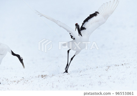 Red-crowned crane fighting (Tsurui, Hokkaido) 96553861