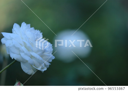 花的女王 96553867