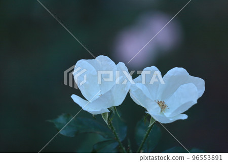 Queen of flowers 96553891