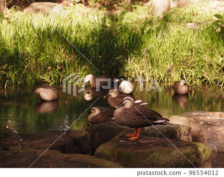 Group of karugamo Group of karugamo 96554012