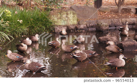 組karugamo 96554013