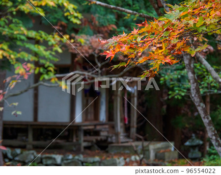 Early autumn leaves and sprouts 96554022