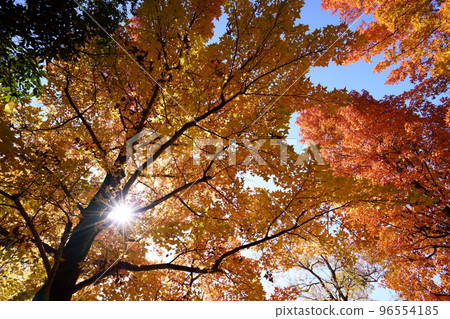 Autumn leaves of Taiwanfuu in Shikanodai Central Park 96554185