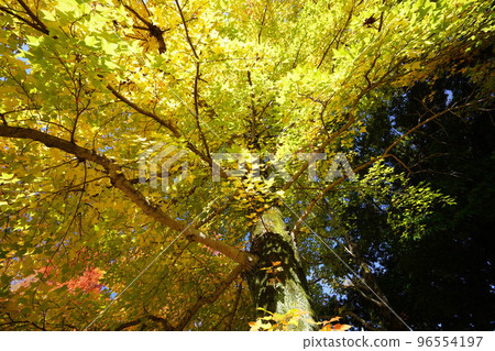 鹿之台中央公園 Taiwanfuu 的秋葉 鹿之台中央公園 Taiwanfuu 的秋葉 96554197