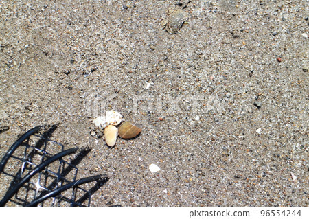 Clam digging for bears and clams 96554244