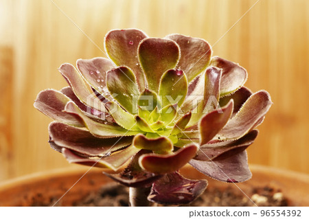 Succulent plant , common houseleek 96554392
