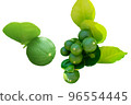 Green limes or Lemon isolated on white background 96554445