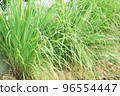 Lemongrass or Lapine or Cymbopogon were planted on the ground 96554447