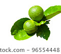 Green limes or Lemon isolated on white background 96554448