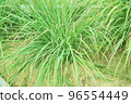 Lemongrass or Lapine or West Indian were planted on the ground 96554449