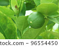 Green limes or Lemon 96554450