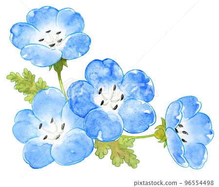 Spring blue nemophila watercolor painting one point 96554498