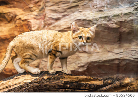 Sand cat of Nasu Animal Kingdom Sand cat of Nasu Animal Kingdom 96554506