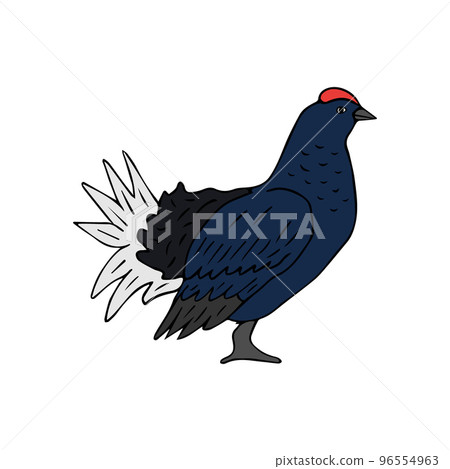 Vector hand drawn colored grouse bird 96554963