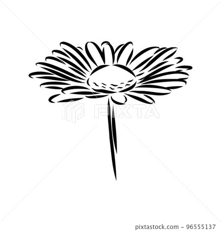 Daisy flower line art drawing. Vector hand drawn engraved illustration. Wild Chamomile black ink sketch. Wild botanical garden bloom. Great for tea packaging, label, icon, greeting cards, decor 96555137