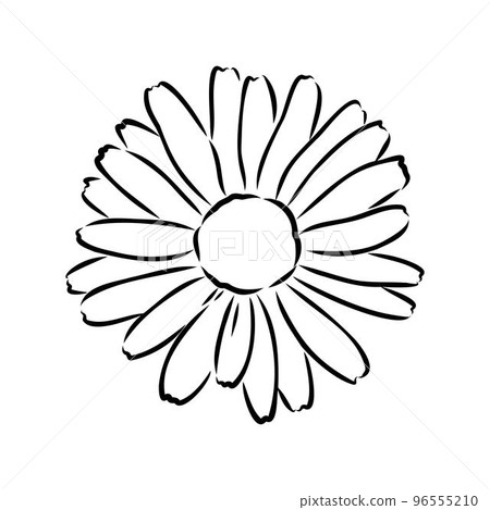 Daisy flower line art drawing. Vector hand drawn engraved illustration. Wild Chamomile black ink sketch. Wild botanical garden bloom. Great for tea packaging, label, icon, greeting cards, decor Daisy flower line art drawing. Vector hand drawn engraved illustration. Wild Chamomile black ink sketch. Wild botanical garden bloom. Great for tea packaging, label, icon, greeting cards, decor 96555210
