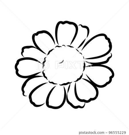 Daisy flower line art drawing. Vector hand drawn engraved illustration. Wild Chamomile black ink sketch. Wild botanical garden bloom. Great for tea packaging, label, icon, greeting cards, decor Daisy flower line art drawing. Vector hand drawn engraved illustration. Wild Chamomile black ink sketch. Wild botanical garden bloom. Great for tea packaging, label, icon, greeting cards, decor 96555229