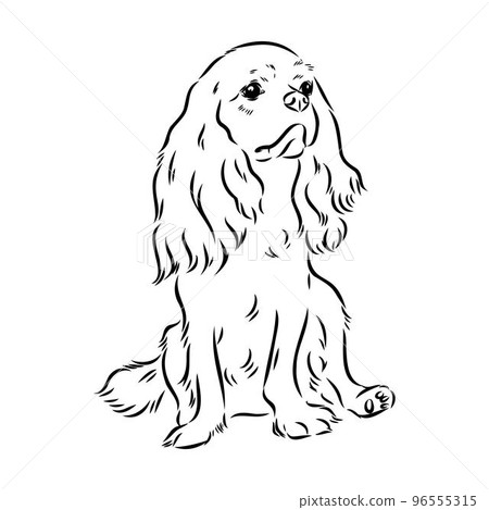 Cavalier King Charles Dog Vector Image Silhouette 96555315