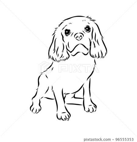 Cavalier King Charles Dog Vector Image Silhouette Cavalier King Charles Dog Vector Image Silhouette 96555353