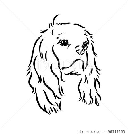 Cavalier King Charles Dog Vector Image Silhouette 96555363