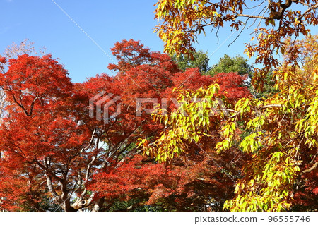 Burning Autumn 96555746