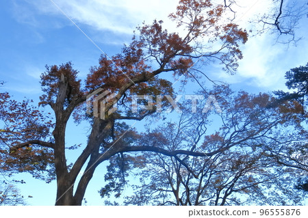 燃燒的秋天 96555876