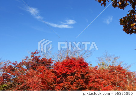 Burning Autumn Burning Autumn 96555890
