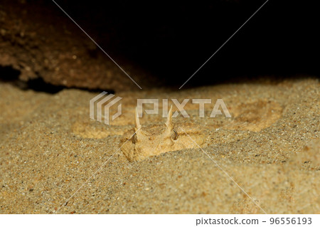 Close up Sahara horn viper in sand at the cave Close up Sahara horn viper in sand at the cave 96556193